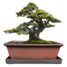 MUZHI Decorative Ceramic Bonsai Planter Pot 8.5 Inch with Tray, Breathable Un...