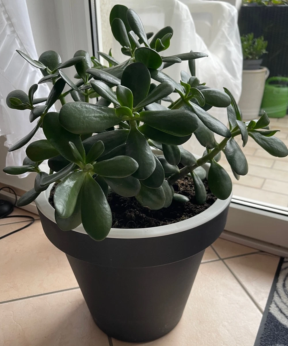 Geldbaum Crassula Pflanzen, Zimmerpflanzen online kaufen | eBay.de