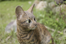 Garden Bengal Cat Statue Patio Lawn Outdoor Indoor Brown Large 14 in