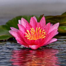 Nymphaea Gloriosa | Aquarium Plants Factory®