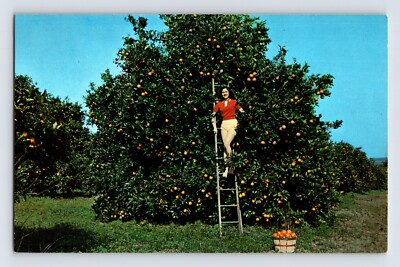 Postcard Florida FL Orange Grove Harvest Pretty Lady 1960s Unposted Chrome