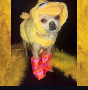 Pet Krewe Unleash The Parade Big Bird Costume Sesame Street Pet Costume