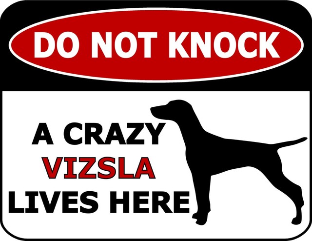 crazy vizsla