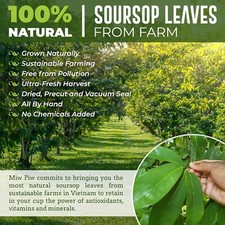250 Organic Soursop Graviola Dried Tea Leaves 100 Natural Hand-Cut Vacuum Seal