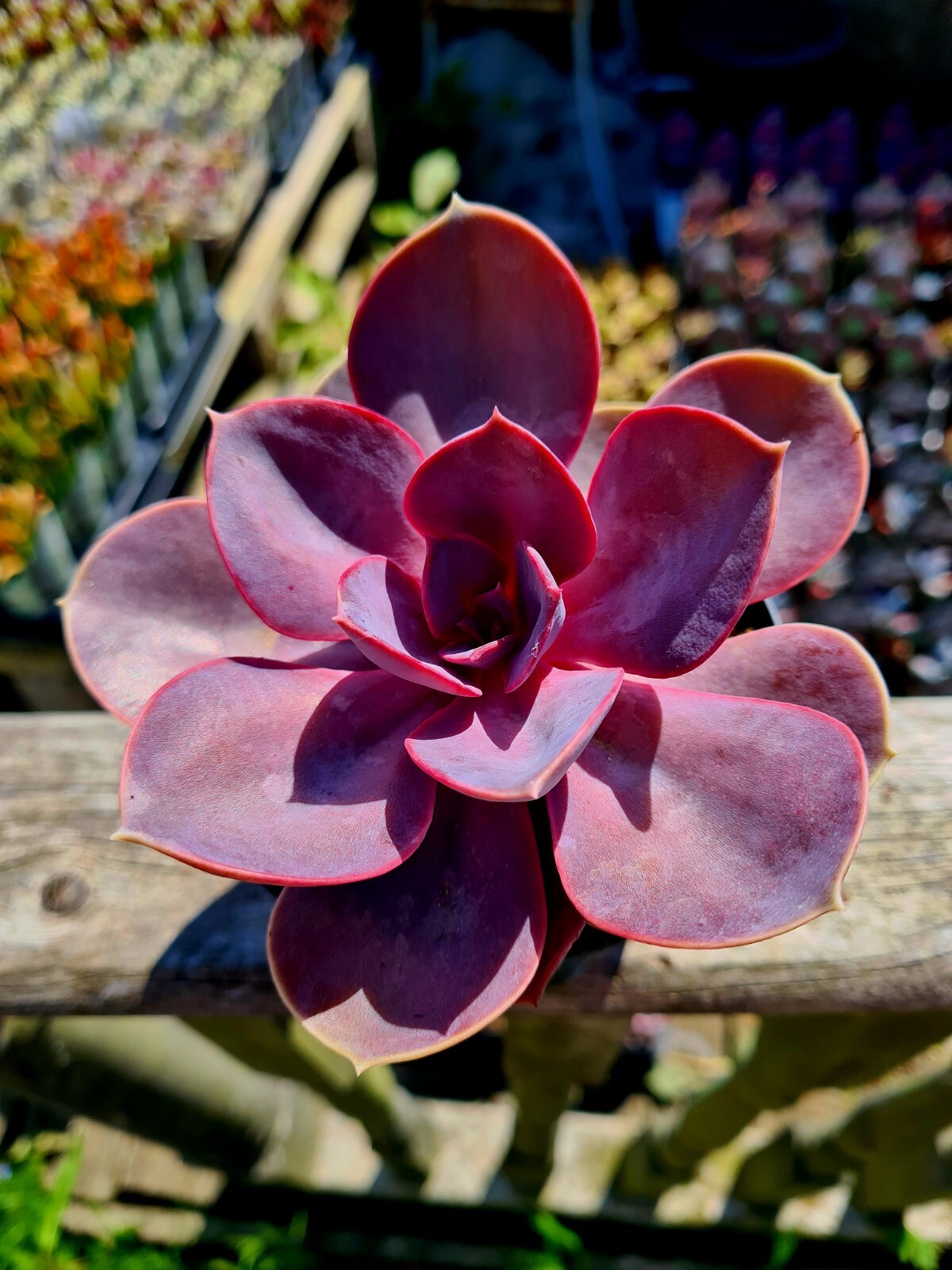 Echeveria Chihuahuaensis suculenta en maceta
