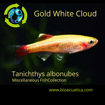 5 CUTE GOLD WHITE CLOUD MOUNTAIN MINNOW (Tanichthys albonubes)