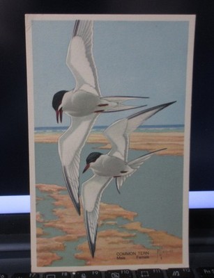 Vintage Postcard - ''Common Tern''