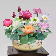 30+ Pcs Bonsai Bowl Lotus Seeds, Water Lily Flower Plant Seed Flowering Aquatic