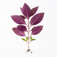 Dwarf Cardinal Lobelia Cardinalis Live Aquarium Plants