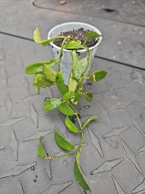 Hoya Lacunosa Tropical Wax Vining Plant 2,5'' Pot Fragant