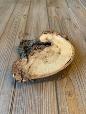 Hickory Burl Slice, Approx 8 Inches Long by 7 Inches Wide and 1.5 Inches Thick