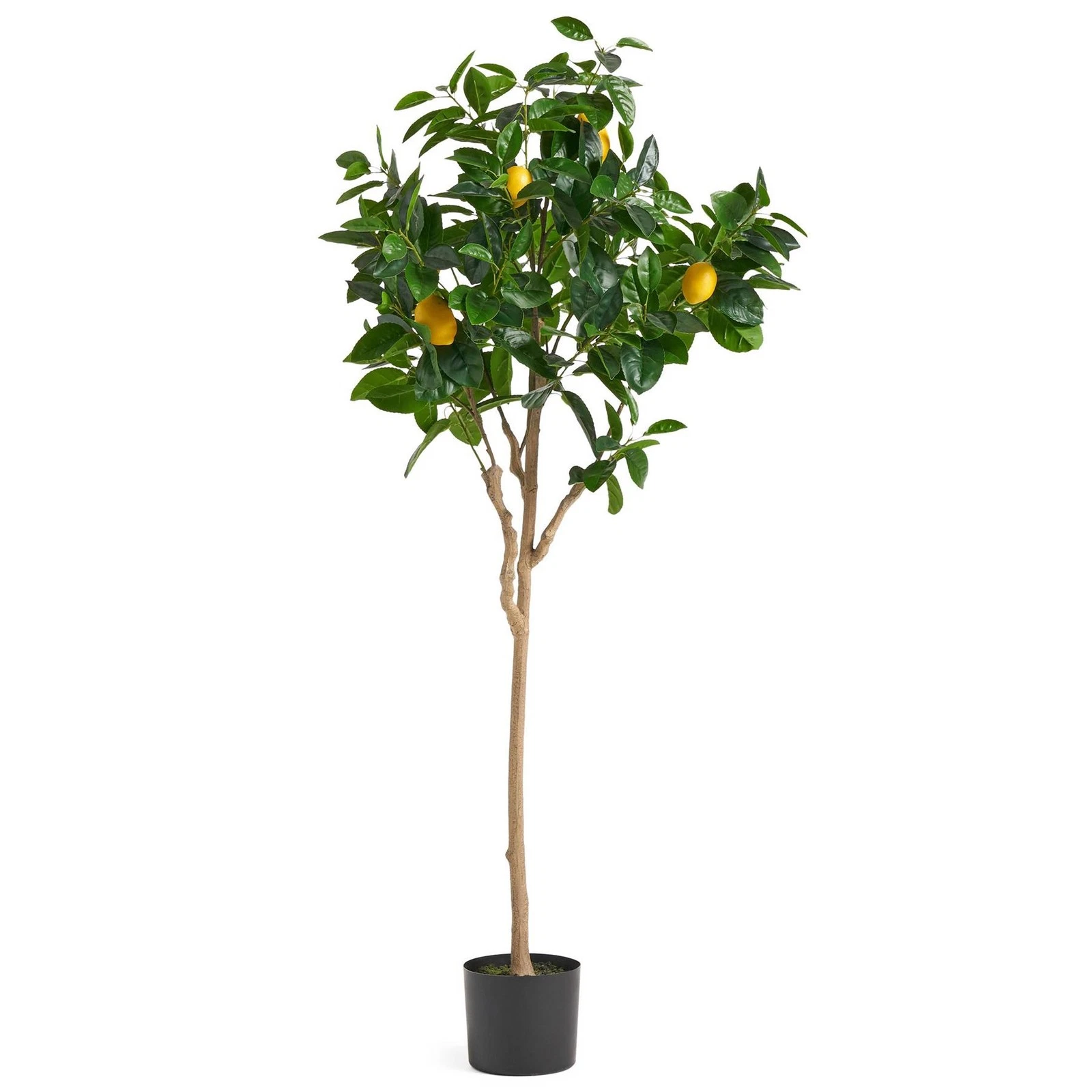 150cm Lemon Tree - 70424