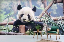 3D Cute Panda Wallpaper Wall Mural Removable Self-adhesive Sticker2732