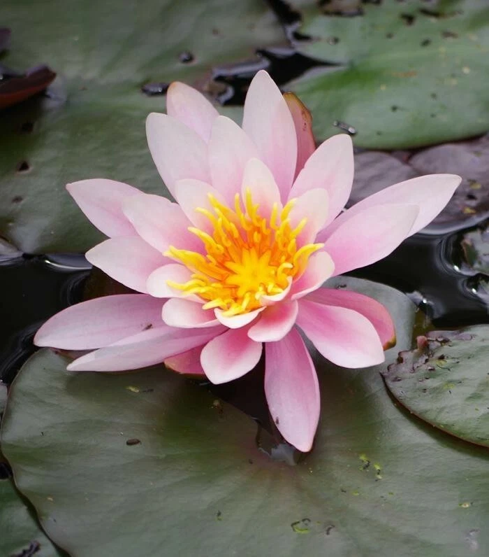 🌺🌺 PINK Lotus colorful water Lily Aquarium Plant seeds bulb3 Easy grow FS0-02