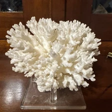 Natural White Reef Coral Cluster Cauliflower Lace Specimen 5x4 Ocean Decor