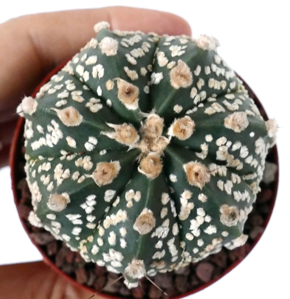 Astrophytum cv ONZUKA x SUPERKABUTO NN77 - | eBay