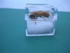 Cigale naturalisée - En boîte transparente - Authentique et certifiée