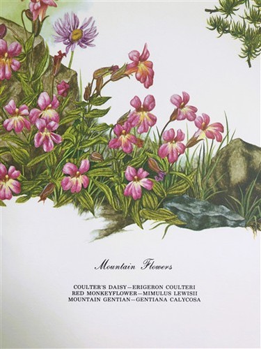 Maryrose Wampler, Mountain Flowers, Signed Print, 28x22 Wall Art, Plate 30 - Picture 7 of 9