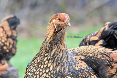 20 Gold Laced Brahma Fertile Chicken Hatching Eggs Gentle Large Breed