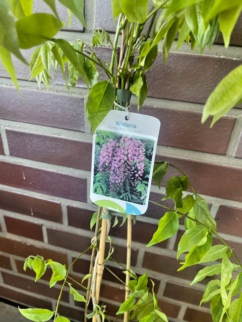 bonsai wisteria Rare Pink Wisteria Bonsai Tree Seeds, 5 Seeds main image 0