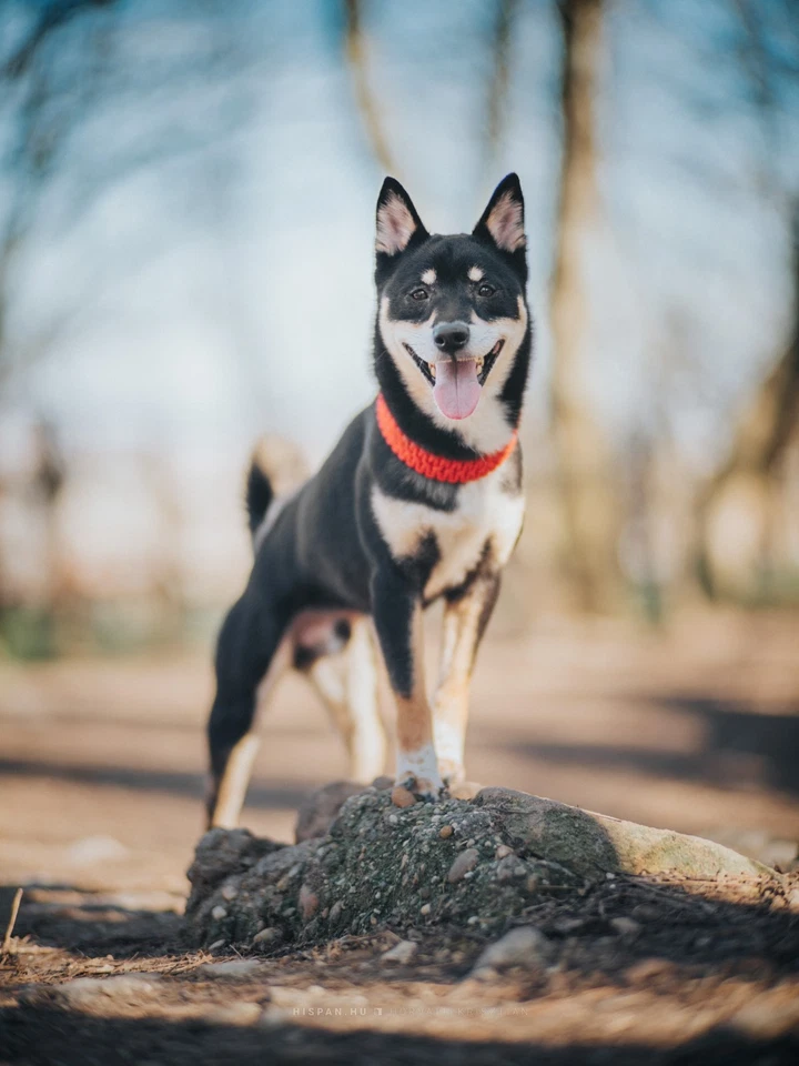 Rodenstock Heligon 100mm f/1.6 4401-333-824 lens for Fujifilm GFX - Image 4 of 4