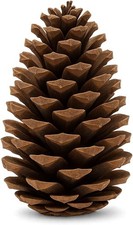 NaDeco Pinus maritima 10-14cm, 20 Stk | Deko Tannenzapfen | Große Tannenzapfen