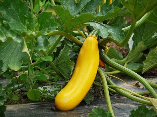 GARDEN OF EDEN SEED PACK-100 PACKETS-SPICES-FRUIT-HERBS-VEGETABLES-ARK SURVIVAL - Picture 13 of 24