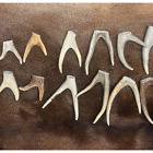 2 Pack - Forked Deer Antler Crafting Tips (Choose Size) Grade A Premium Antlers