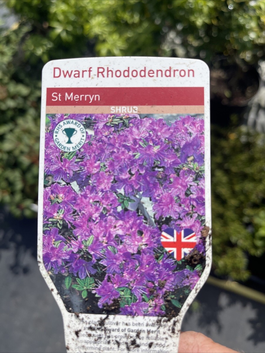 RHODODENDRON ST MERRYN (lilac) 2 Litre pot | eBay UK