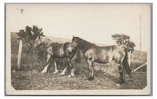 RPPC 2 Horses Pretty Long Manes Farming Rural Americana Real Photo Postcard