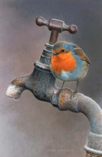 Robin by Andrew Hutchinson Bird Wildlife Nature Fine Art Print 18x26