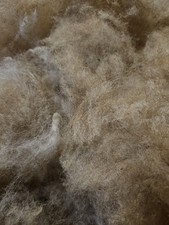 Coburger Fuchsschaf Rohwolle  - gut sortiert - ungewaschen 1 kg