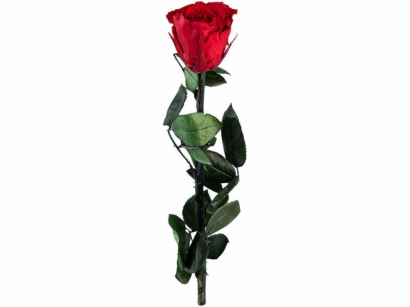 Rose éternelle avec tige rouge St. Leonhard de qualité premium