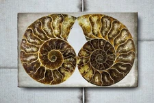 Fine Art Photography, Color print, 8x12, Ammonite
