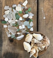 Real Surf Tumbled Sea Glass Sea Shells Collectors Ocean Wave Treasure Sand Beach