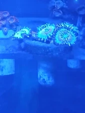 Live coral zoa paly small colony 5 polyps white zombies.wyswyg