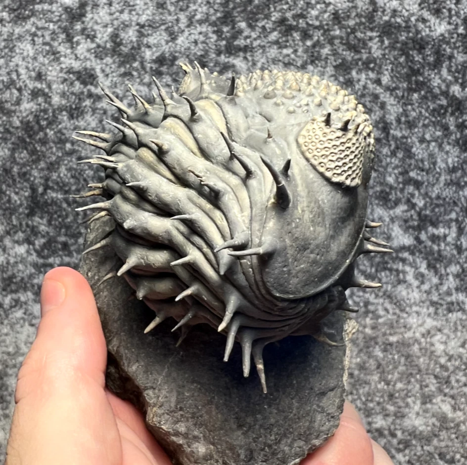 三叶虫化石| eBay