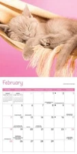 Kittens Mini Calendar 2024 Book The Fast Free Shipping