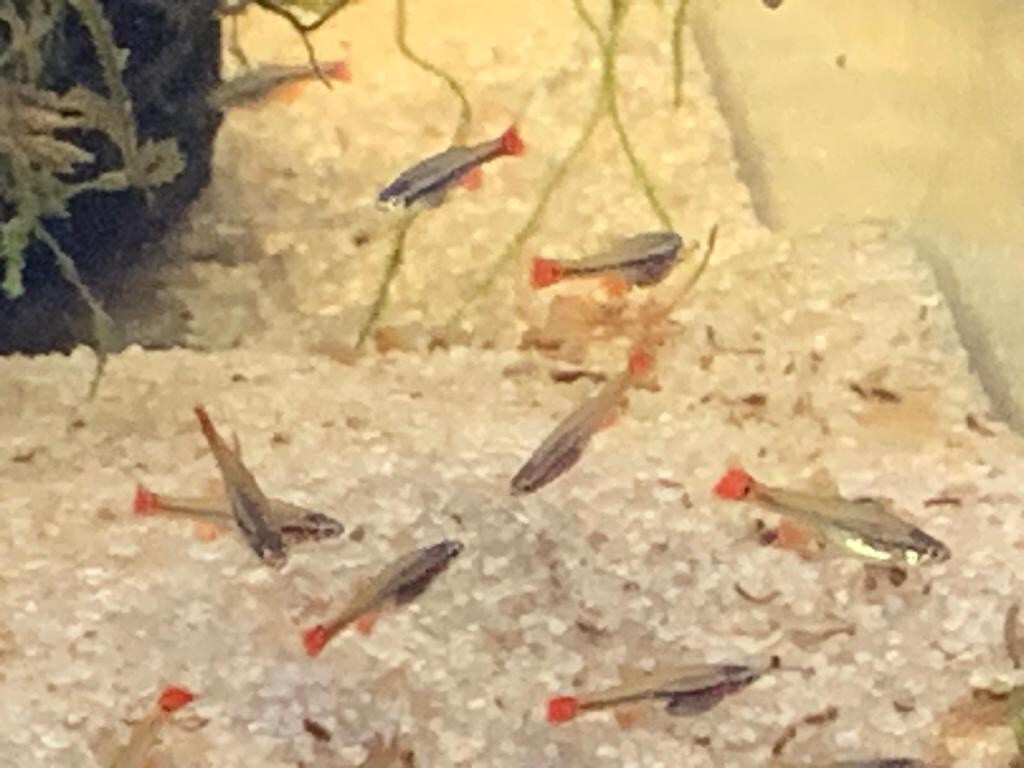 6 x Vietnamese Cardinal Minnows Tanichthys Micagemmae Cyprinid Fish