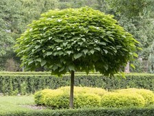 Kugel-Trompetenbaum NANA 160-180 cm im Container