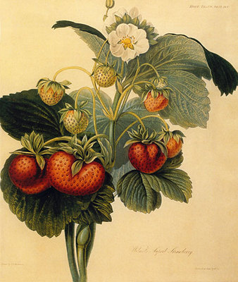 Strawberry 22x30 Hand Numbered Ltd. Edition Botanical Garden