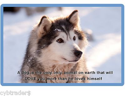 Siberian Husky Dog  Refrigerator / Tool  Box  Magnet Gift Card Insert #3