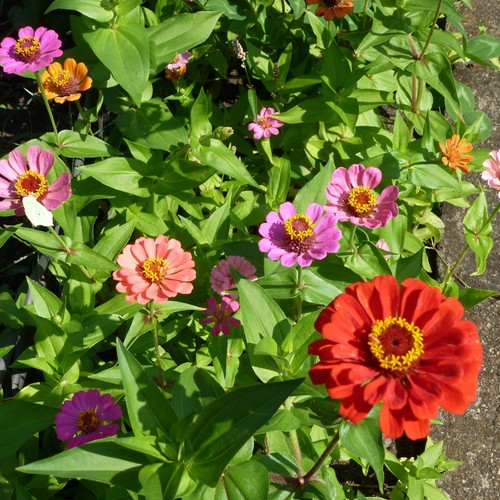 Semi di fiori di Zinien 🌸, 100 semi+ dal proprio giardino 🌼 - Foto 12 di 15