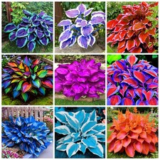 200 Hosta Seeds Perennial for Planting Outdoor Garden