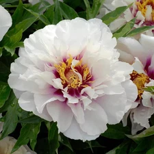 3 Gal. Cora Louise Peony (Paeonia Itoh) Live Shrub with White-Dark Lavender Cent