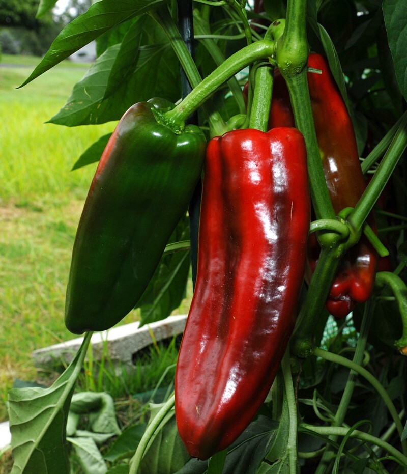 30 Giant Marconi Sweet Pepper Seeds eBay
