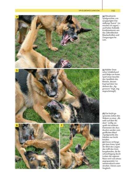 Thumbnail - Ausdrucksverhalten Beim Hund