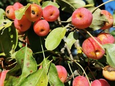 Plum Leaved Crabapple, MALUS PRUNIFLORA, edible fruits, flowering tree, 20+cm