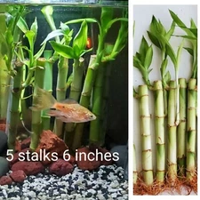 6" Lucky Bamboo Plant 5 Stalks, Feng Shui, GIFT,  LIVE PLANT, Perennial Indoor