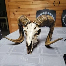 Bighorn Sheep Ram Skull Replica Large Curled Horns Home Decor Wall Trophy